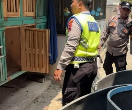 Aduan Sabung Ayam Masuk via 110, Tim URC Bareskrim Polres Tegal Bergerak #ReserseBekerja